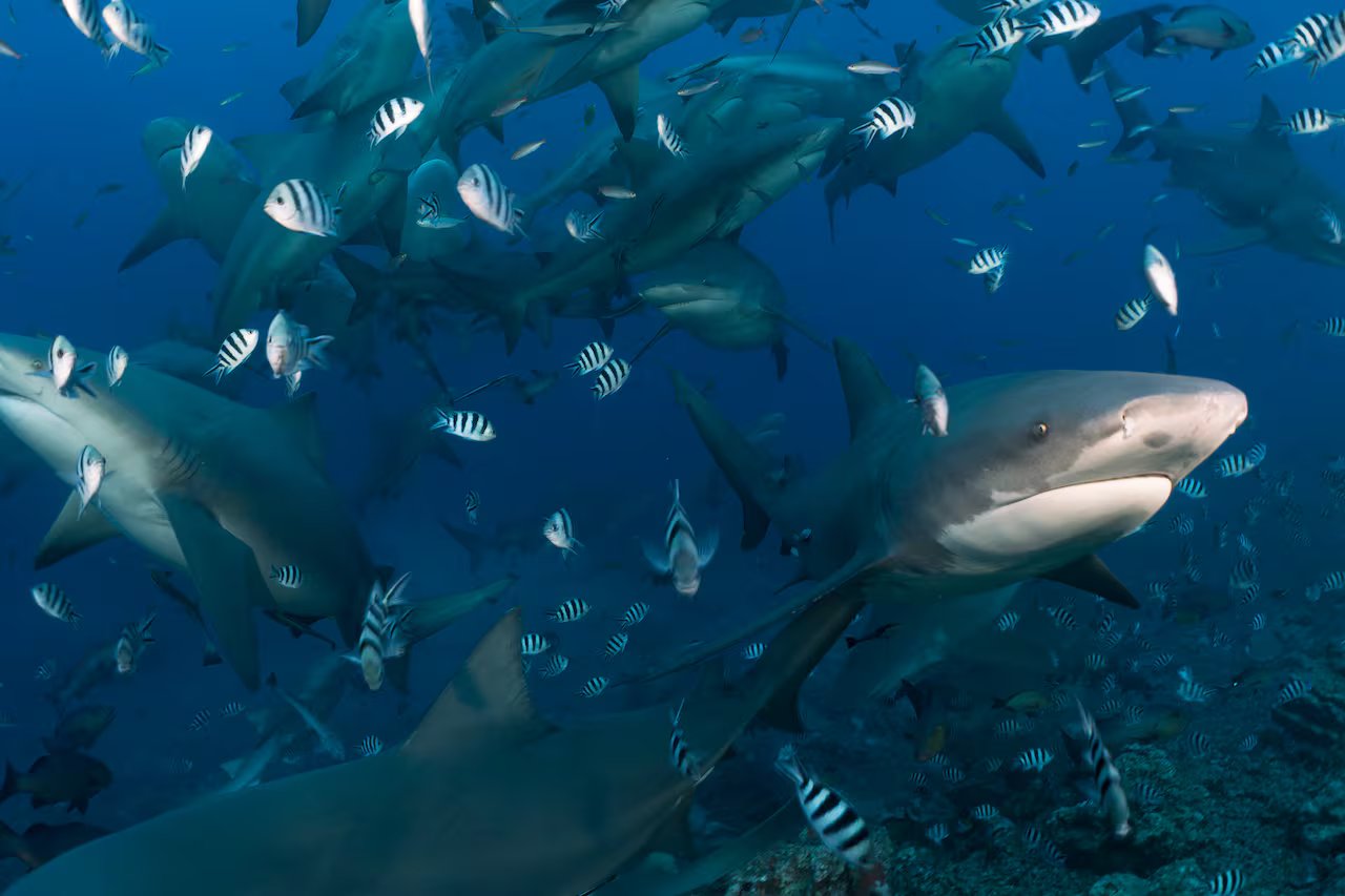 Acontece que esses tubarões podem fazer amigos e ter vidas sociais, segundo novo estudo