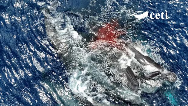 Cientistas capturaram um vídeo raro do nascimento de um cachalote. O que aprenderam com aquele momento notável