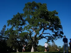 Hyo Joo Kim dobra e leva 4 tacadas na Founders Cup
