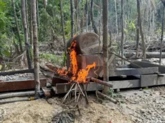 Autoridades descobrem operação ilegal massiva nas profundezas da floresta tropical: “Crescendo rapidamente e causando sérios danos”
