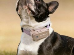 SATELLAI Collar está ampliando os limites da segurança e cuidados de saúde caninos com PetSense AI