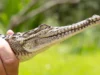 Crocodilo encontrado em riacho australiano a 2.000 km de habitat tropical: ‘Pensei que fosse um tronco’