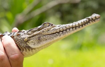Crocodilo encontrado em riacho australiano a 2.000 km de habitat tropical: ‘Pensei que fosse um tronco’