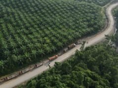 Indonésia apresentará suspensão de concessões contra a UE na disputa sobre óleo de palma na OMC