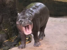 Homem é preso após entrar no recinto do hipopótamo pigmeu Moo Deng no zoológico tailandês