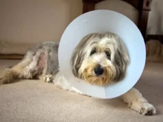 Os veterinários enfrentam uma grande mudança, incluindo um novo limite de £ 21 nas taxas de prescrição para animais de estimação