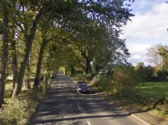 Estrada principal será fechada enquanto árvores perigosas são derrubadas