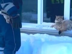 Policiais lutam para fazer lince selvagem deixar o local aconchegante do carro patrulha