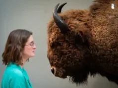Museu de História Natural se torna a principal atração do Reino Unido para visitas