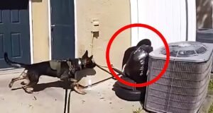 K9 encontra suspeito tentando se esconder entre sacos de lixo na Flórida