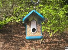 Os alimentadores inteligentes de pássaros sobre os quais todos estão falando (e realmente comprando) (2026)