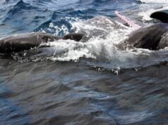 Imagens inéditas mostram cachalotes agindo como parteiras para ajudar uma mãe a dar à luz