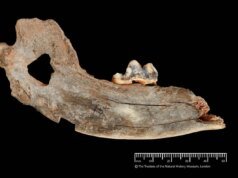 Os humanos já eram cães há 16.000 anos, sugere o DNA