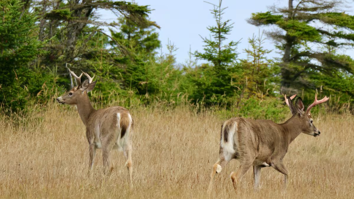 Os caçadores quebequenses dominam o território de Anticósti