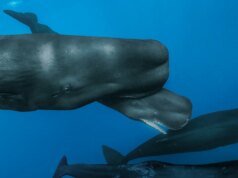 O que acontece quando uma baleia nasce?