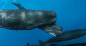 O que acontece quando uma baleia nasce?