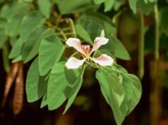 Steve McQueen publicará série de fotografia ‘Bounty’ em nova coleção de livros
