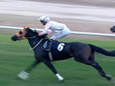 Cavalo de corrida inglês morto e servido em refeitório após quebrar a perna na corrida