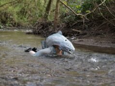 Diário country: Mergulhando – e casando com um rio