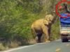 Homem em cima de caminhão dá lanche a elefante faminto
