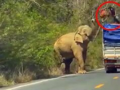 Homem em cima de caminhão dá lanche a elefante faminto