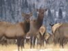 O número de alces de Banff caiu. Mas isso é uma coisa ruim?