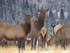O número de alces de Banff caiu. Mas isso é uma coisa ruim?