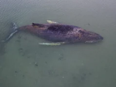 Dentro do esforço de resgate de 76 horas para salvar a baleia jubarte encalhada, há 0,1% de chance de sobrevivência