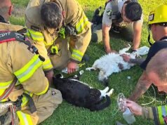 Bombeiros e deputados da Califórnia revivem gatos retirados de apartamento em chamas