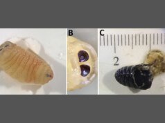 O caso ‘biologicamente implausível’ da mulher que espirrou larvas
