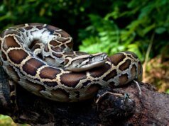 Sangue de Python pode dar início ao próximo grande sucesso na perda de peso