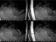 Vídeo dolorosamente triste documenta o primeiro caso conhecido de raposa vermelha atacando um filhote de lobo