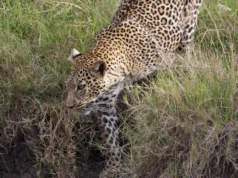 Viajei para Masai Mara 30 anos depois da minha primeira visita – foi isso que mudou