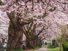 Os perigos das multidões de cerejeiras em flor geram alertas da polícia em Richmond, BC