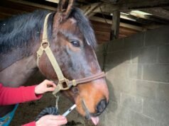 Diário do país: um teste de saliva para o pônei George e uma reflexão sobre o controle de vermes