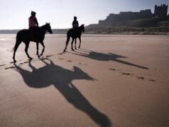 Minella Study pode pegar a crista da onda para Adam Nicol em Cheltenham