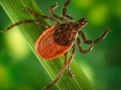 Finalmente, algumas boas notícias na luta contra a doença de Lyme