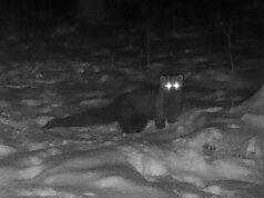 Bicho da floresta avistado na floresta de Ohio pela primeira vez em mais de 150 anos