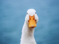 Este chatbot que prioriza a privacidade está decolando – veja por que e como experimentá-lo