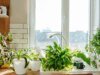 9 plantas de casa resistentes que praticamente cuidam de si mesmas