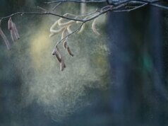 O pólen pode estar prejudicando as pontuações dos testes infantis