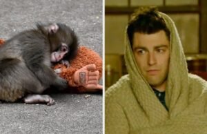 Assista muita TV e descubra que animal você é no fundo