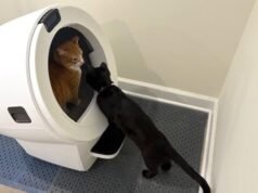 Análise do Whisker Litter-Robot 5 Pro: esta caixa sanitária de US $ 900 pode ser quase de alta tecnologia para mim