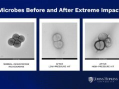 A vida pegou carona até a Terra? Cientistas destruíram a porcaria viva dos micróbios para descobrir
