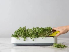 Cultive suas ervas e verduras favoritas com os melhores jardins internos inteligentes