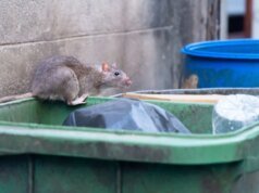 A verdade não tão simples sobre ratos, baratas e outras ‘pragas’ urbanas que criamos