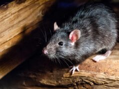 Alimento congelado da Aldi é lembrado por causa de preocupações com ‘cabelos de roedores’