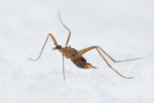 snow-fly-in-the-snow-1280x858.jpg
