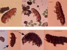 Cientistas finalmente encontraram algo que os tardígrados não conseguem sobreviver