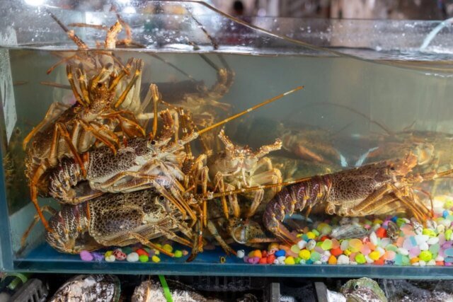 too-many-lobsters-1280x853.jpg